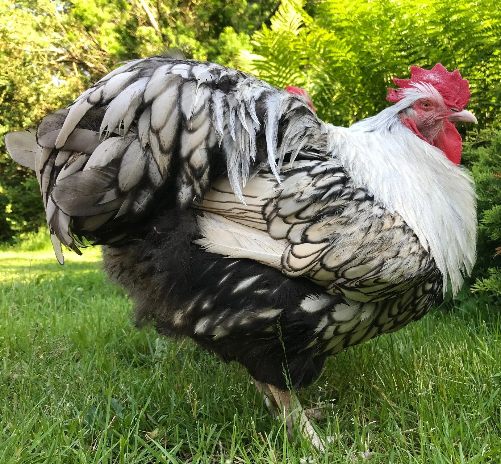 Silver Laced Orpington Cockerels/Roosters — Kammerer Heritage Farm